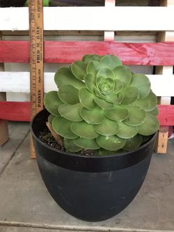 Succulent Echeverria plant
