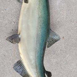 40.5-in Mounted King Salmon Fish