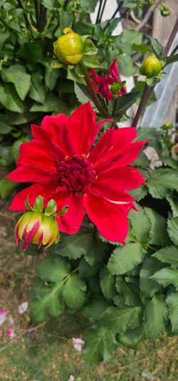 Flower- Dahlia 5 gal orange, red, purple