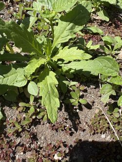 Planta De Epazote