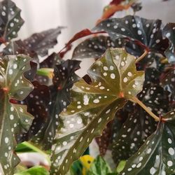 Begonia Obsidian Cuttings