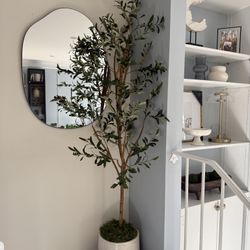 6ft Olive Tree
