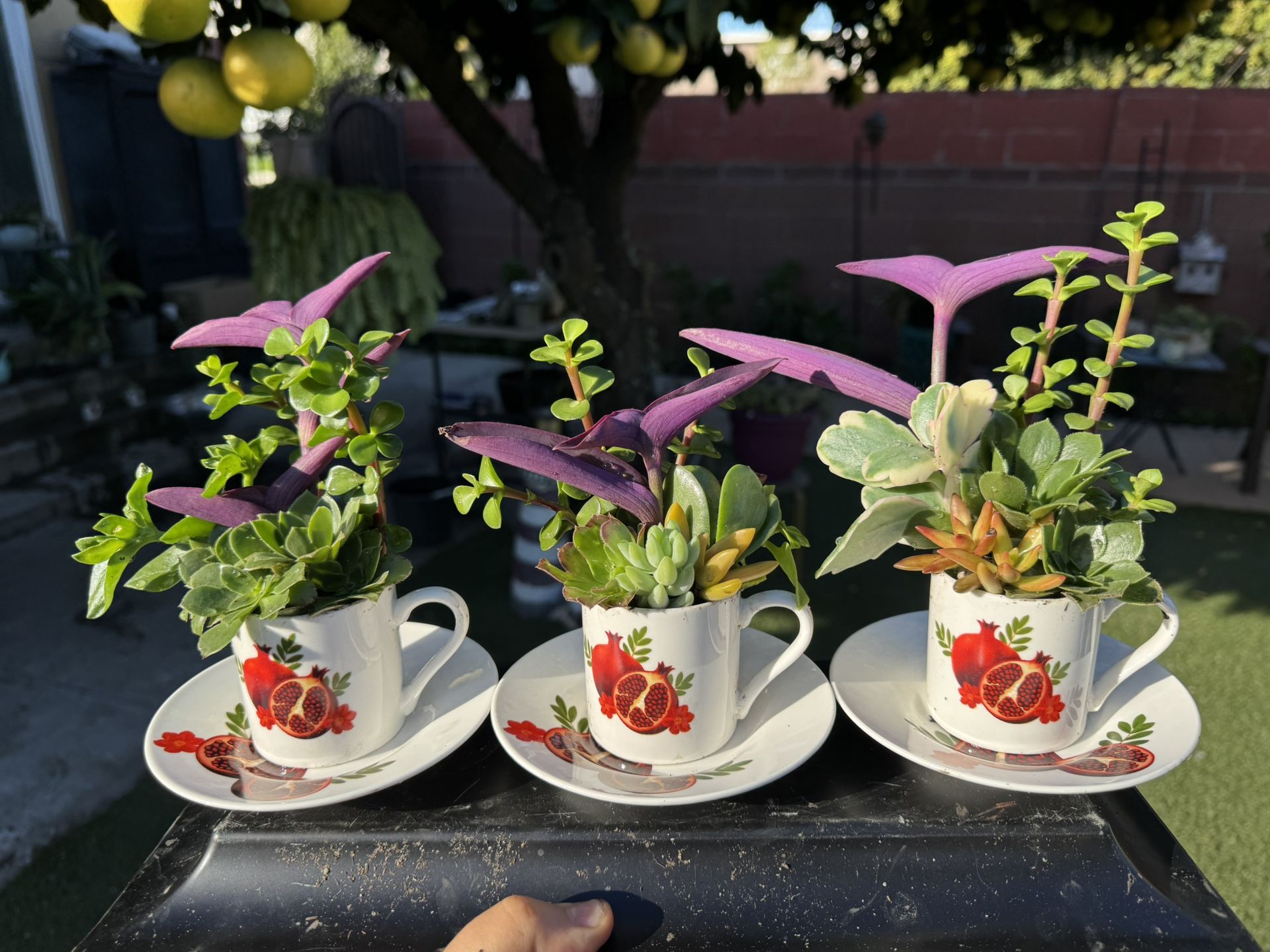 Cute Succulents Arrangement, Each Cup $6