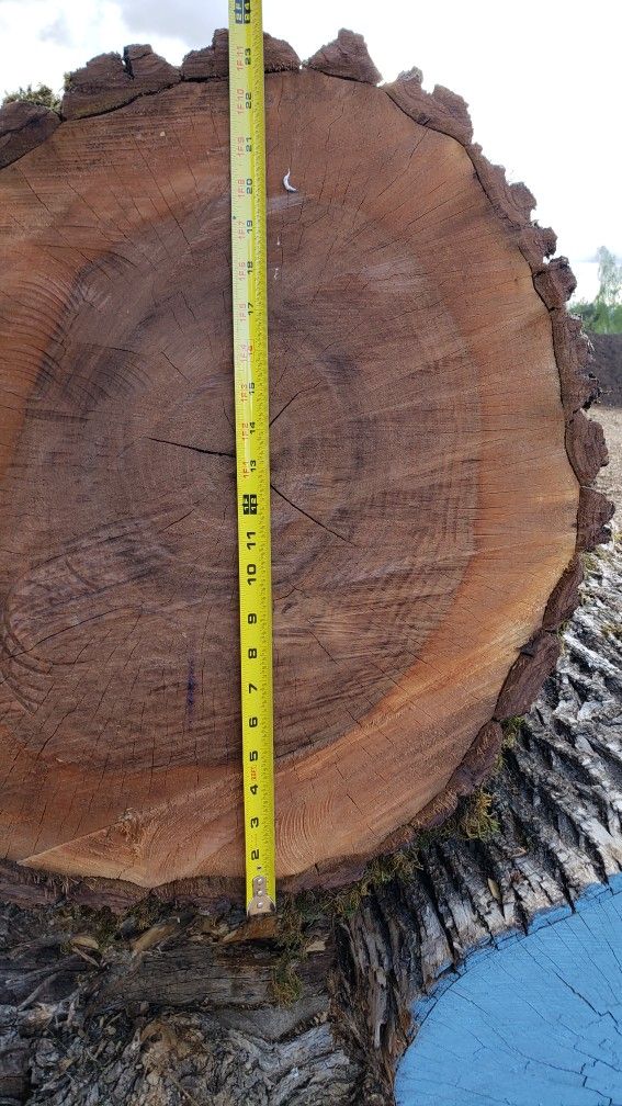 Black Walnut Logs