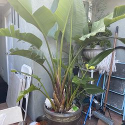Birds of paradise Tree