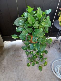 Pothos Plant