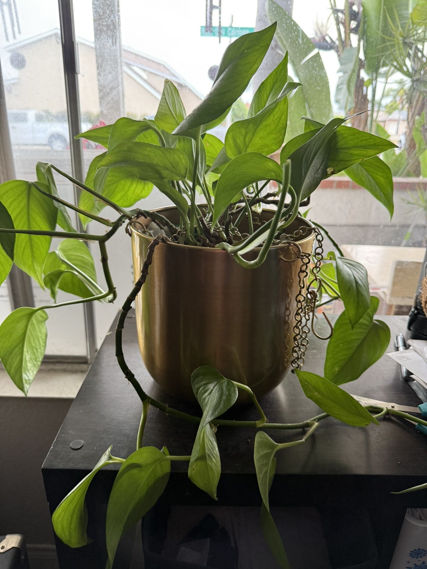 Hold Hanging Plant Holder ( pOT)