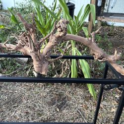 Large piece of driftwood