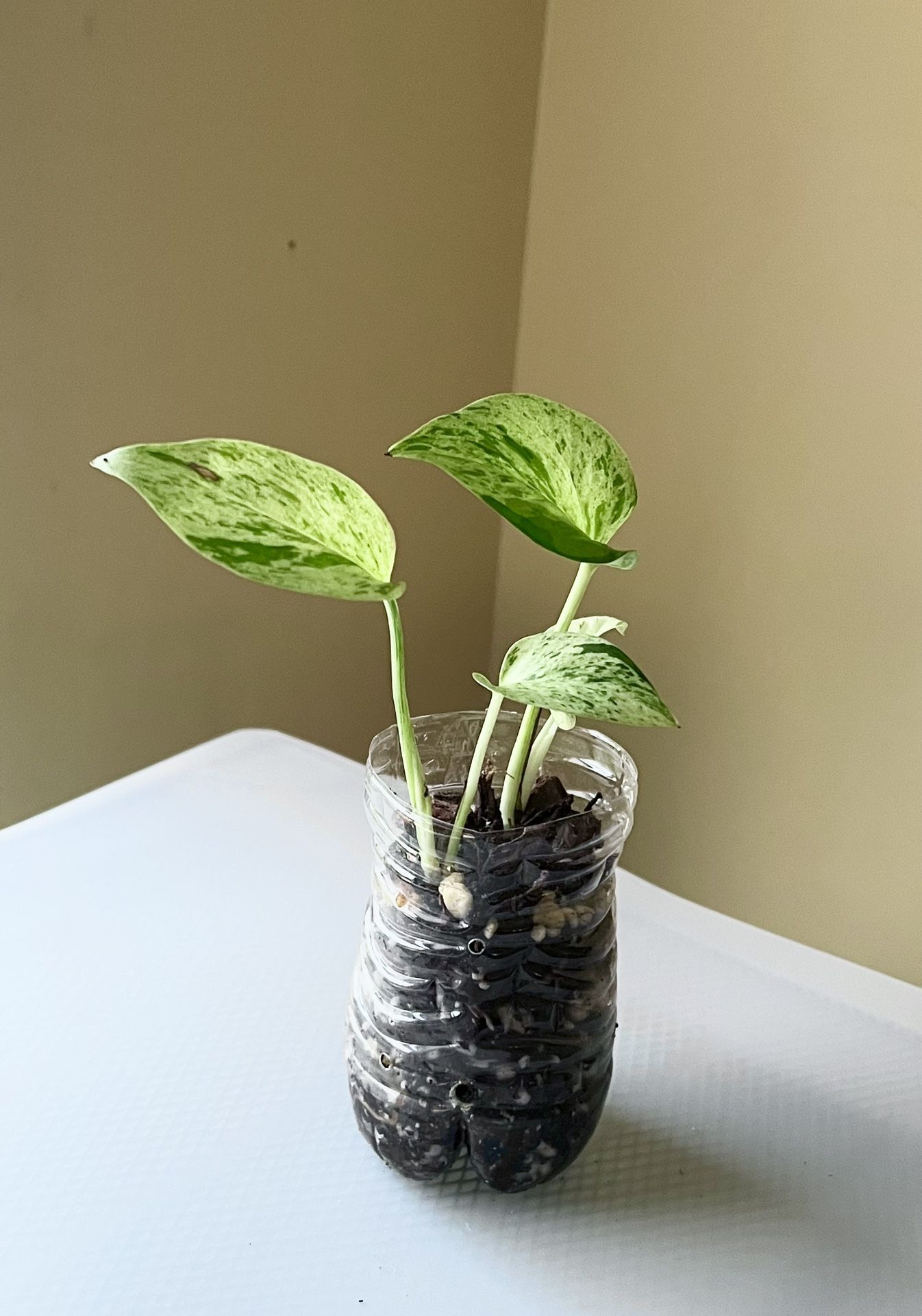 Marble Queen Pothos