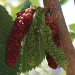 Pakistan  Mulberry  Tree