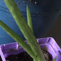 1 Live Aloe Plant In Pot