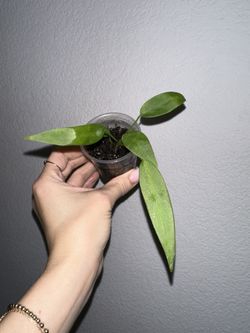 Anthurium Pallidiflorum