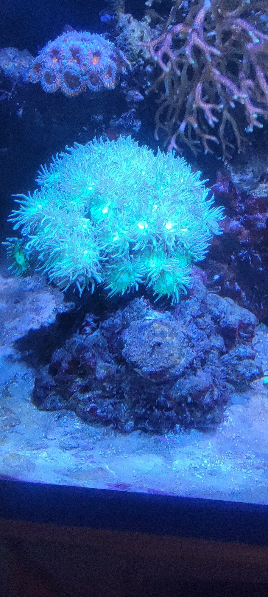Corals For Sale