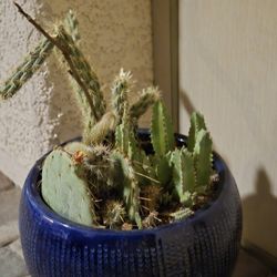 Cactus Plant Large 