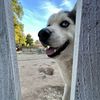 Pete