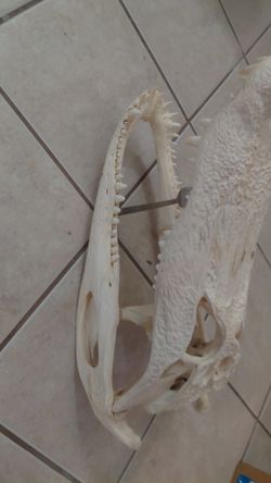 Alligator head