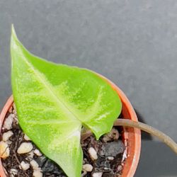 arrowhead plant (Syngonium