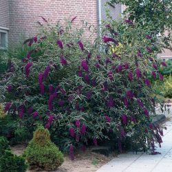 Black knight butterfly bush installed  3 gallon