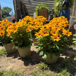 Yellow Rudbeckia Maya Sunbeckia - Large Bloom Black Eyed Susan $20 EACH