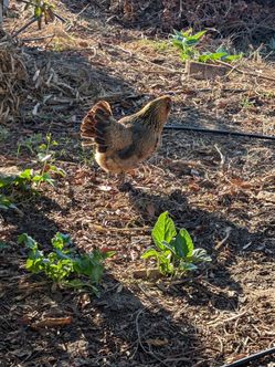 Easter Egger Hen Needs Good Home
