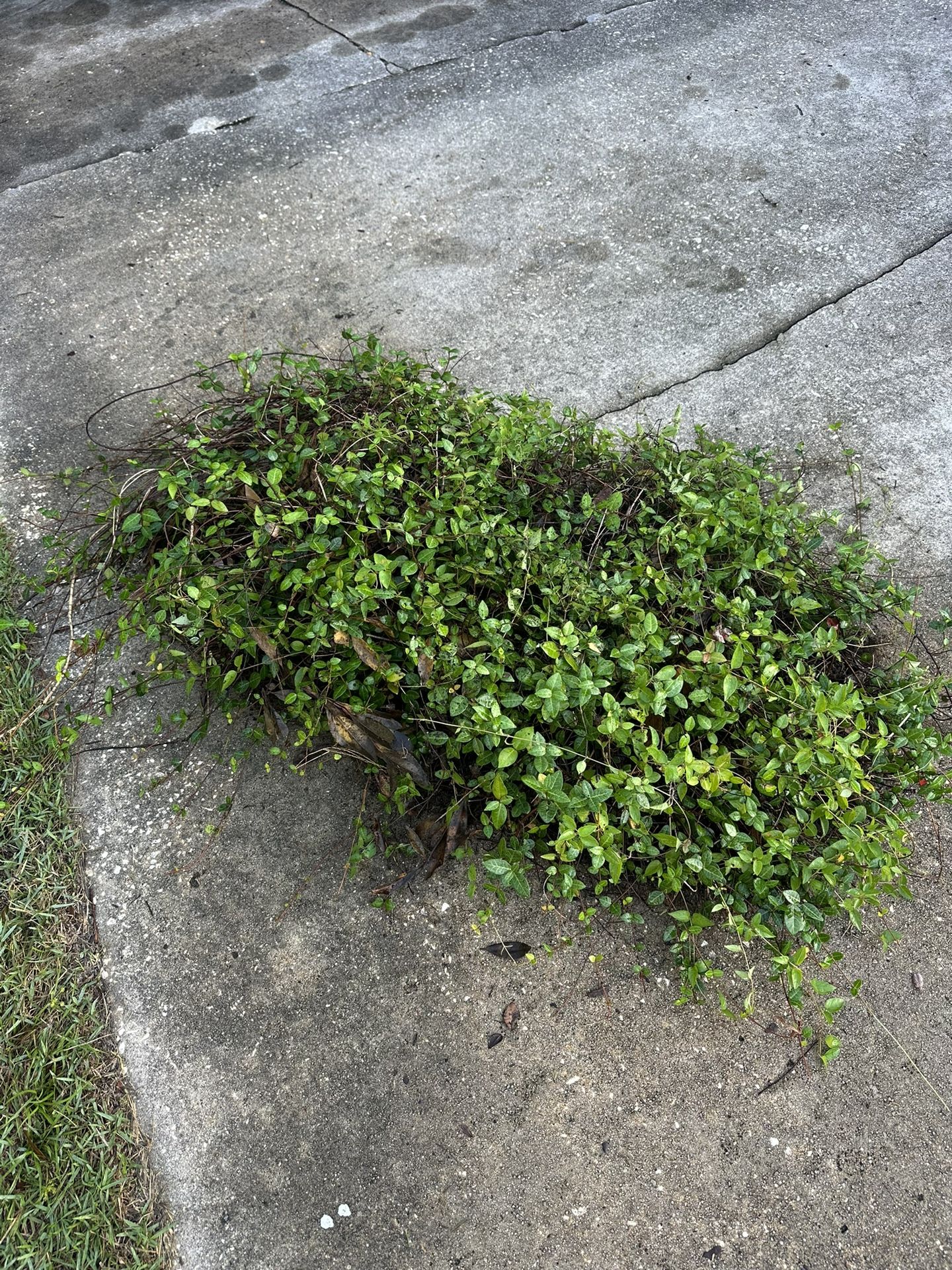 Ground Cover Jasmine Clumps Being Dug Out Today