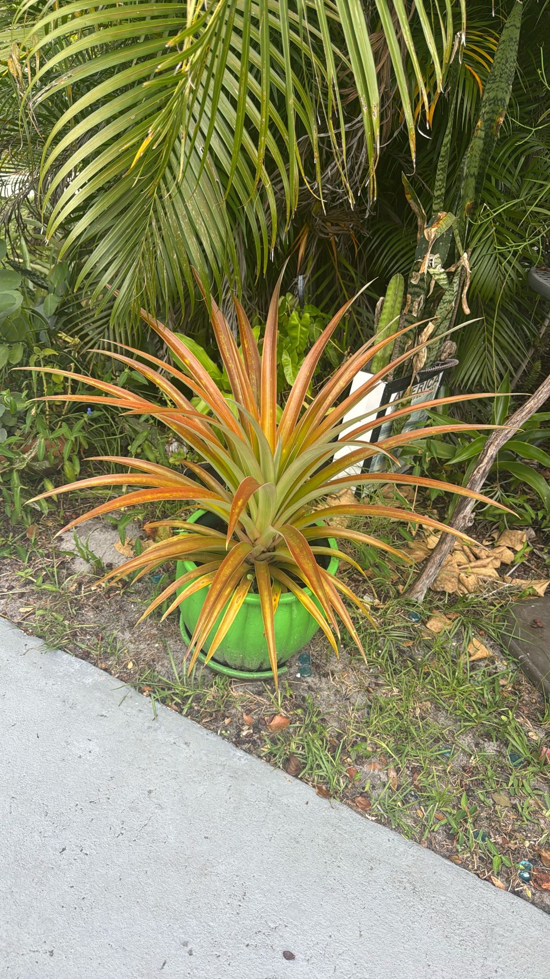 Pineapple Plant 