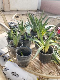 Agave Plant
