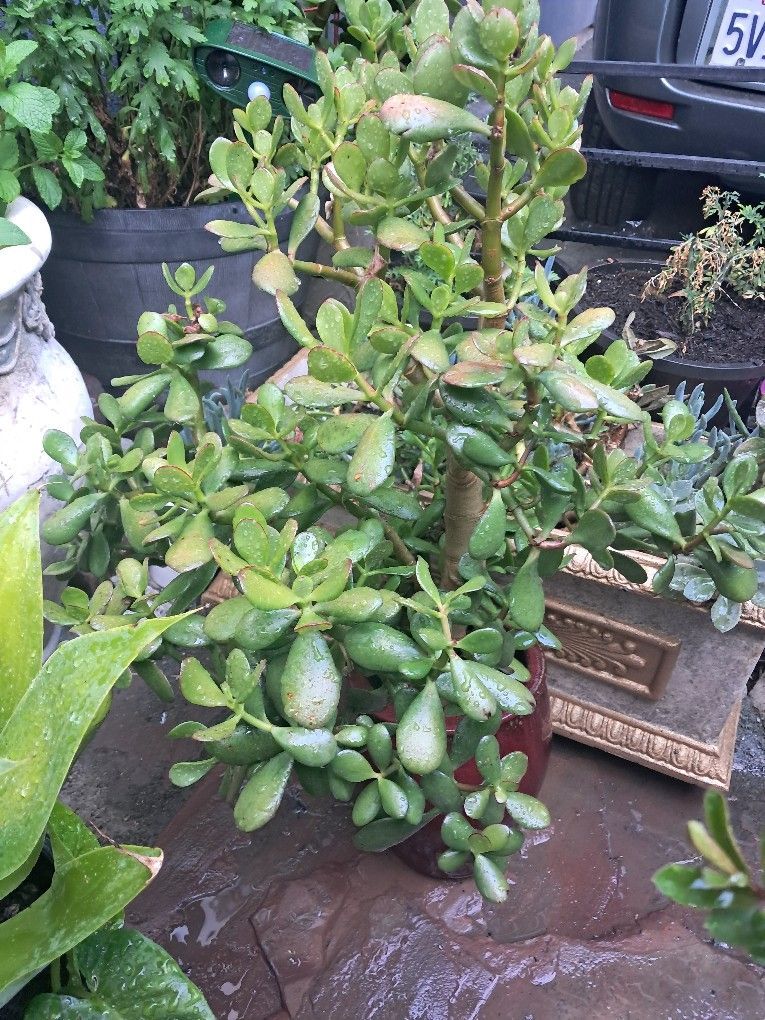 Jade Plant