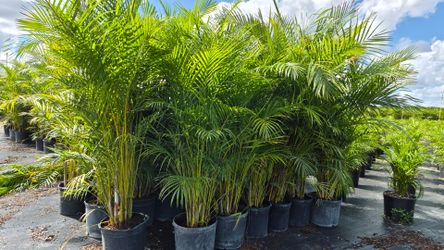 Spectacular Arecas Palms About 8 feet Tall. Instant privacy