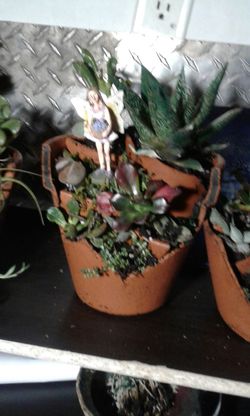 assorted succulents