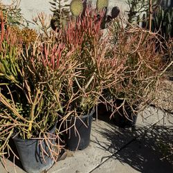 Tons Of Firesticks  Plant For Sale