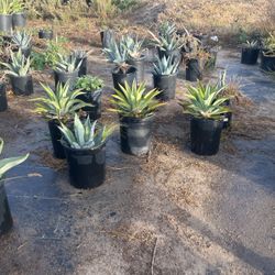 Agave