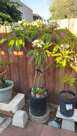 Plumeria tree