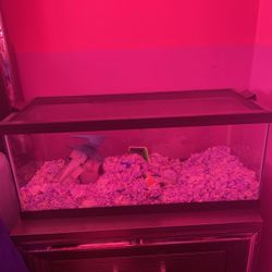 60 Gallon Tank