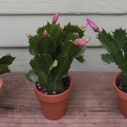 Holiday Cactus. 
