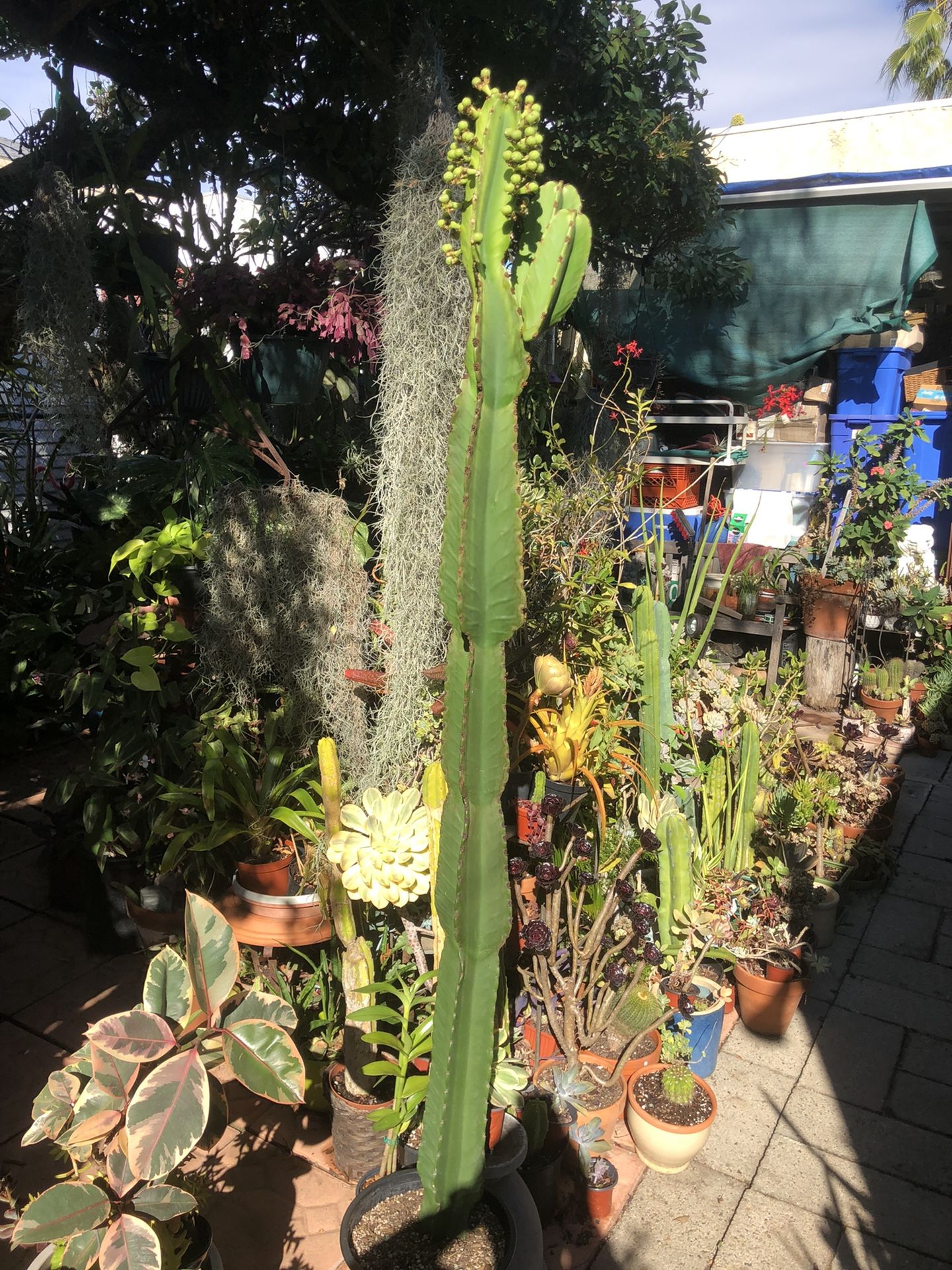 6.5 Feet Tal Euphorbia Candelabra Cactus
