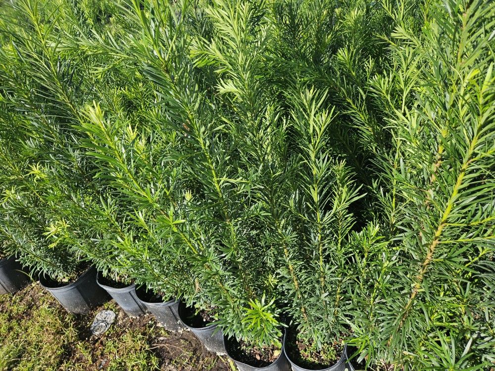 podocarpus only $8.50 Instant Privacy Hedge For Fence Green Full