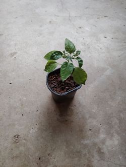 planta de chile $3