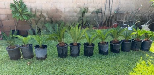 Sago Palm Plants in Black Nursery Pots