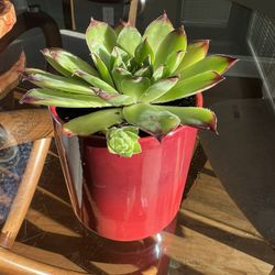 Succulent In Starbucks Red Cup