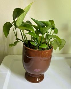 Jade pothos