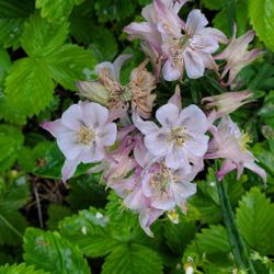 aquilegia flowers  Assorted Color Starers 5 Roots In One Pot