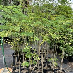 Moringa tree