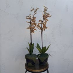 Artificial Orchids In Ceramic Pots 
