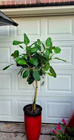 Ficus Audrey Trees