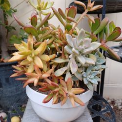 Succulent Arrangement 