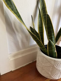 Snake plant with pot