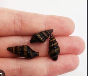 2 Free Assassin Snails Need gone asap.