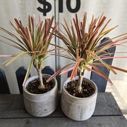 Dracaena 