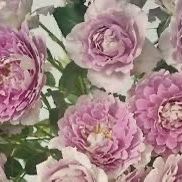Rare European, Japan rose plants , Fancy Ruffle